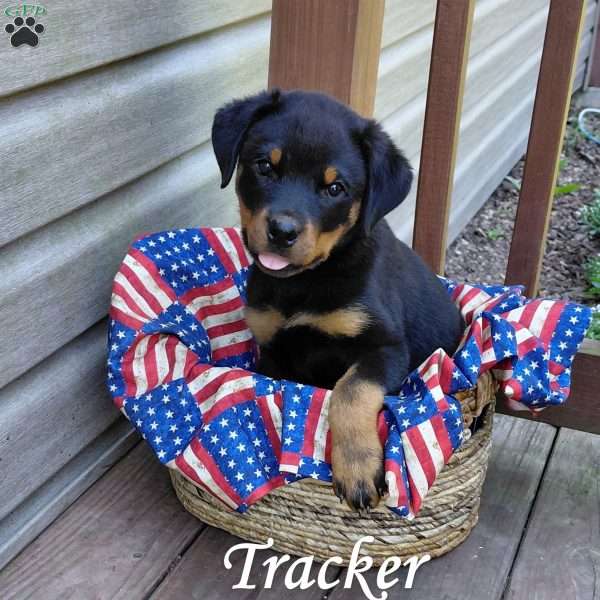 Tracker, Rottweiler Puppy