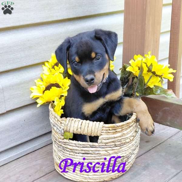 Priscilla, Rottweiler Puppy