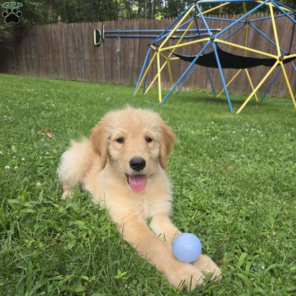Titan, Goldendoodle Puppy