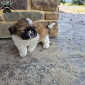 Andy, Shih Tzu Puppy