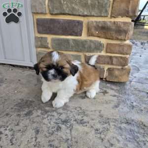 Andy, Shih Tzu Puppy
