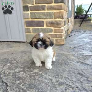 Andy, Shih Tzu Puppy