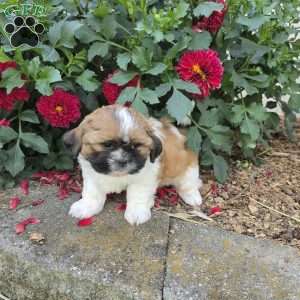 Andy, Shih Tzu Puppy