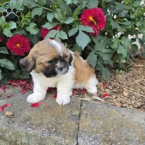 Andy, Shih Tzu Puppy