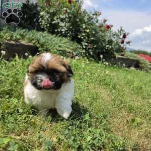 Andy, Shih Tzu Puppy