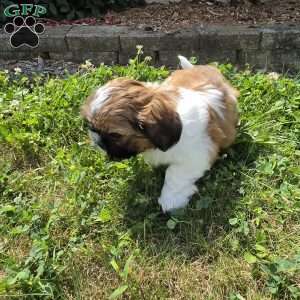 Andy, Shih Tzu Puppy