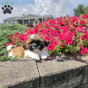 Andy, Shih Tzu Puppy