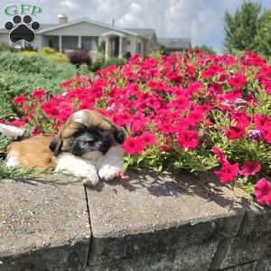 Andy, Shih Tzu Puppy