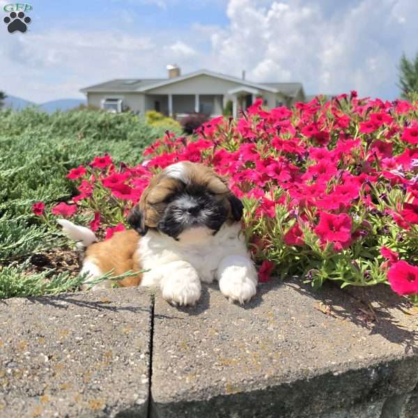 Andy, Shih Tzu Puppy