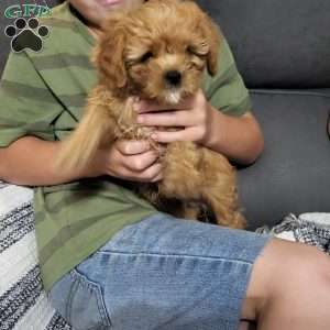 Bubbles, Cavapoo Puppy
