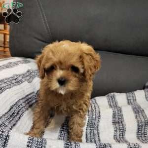 Bubbles, Cavapoo Puppy