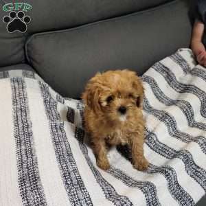 Bubbles, Cavapoo Puppy