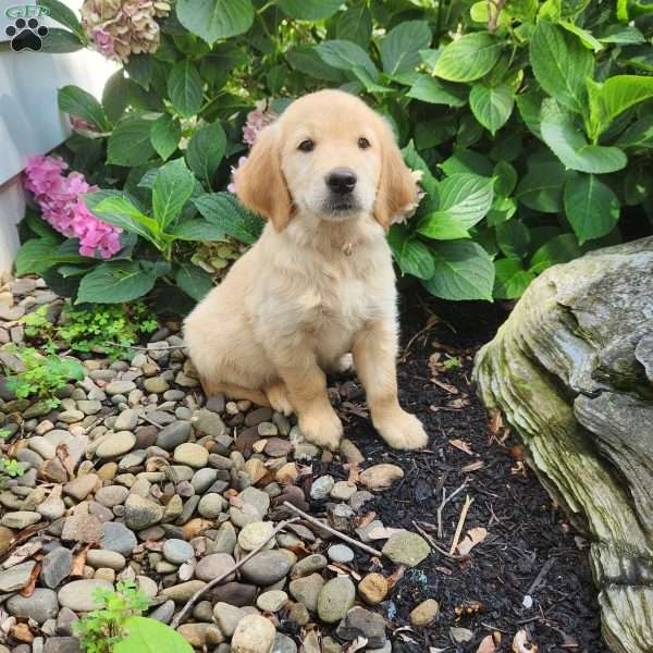 Jody, Golden Retriever Puppy