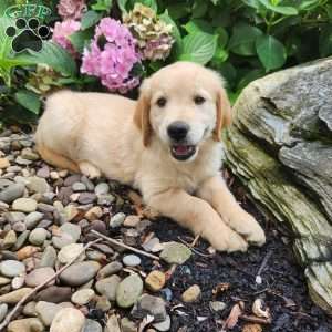 Jody, Golden Retriever Puppy