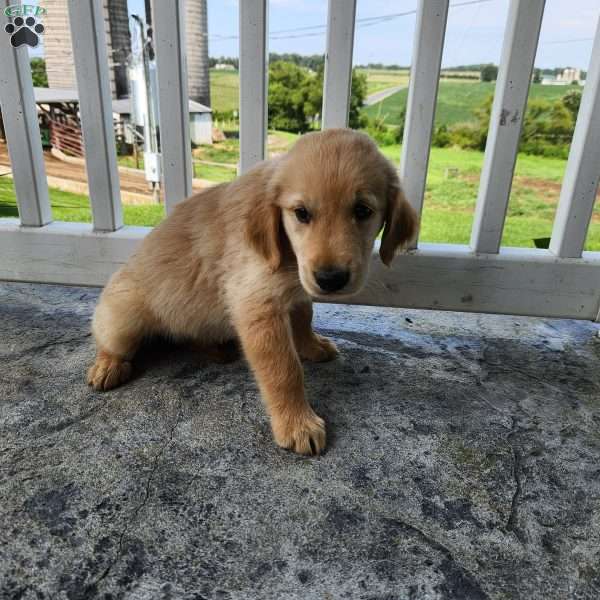 Jess, Golden Retriever Puppy