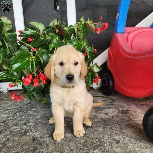 Sierra, Golden Retriever Puppy