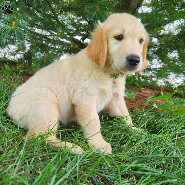 Elliot, Golden Retriever Puppy