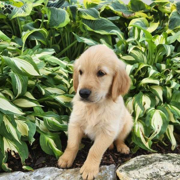Explorer, Golden Retriever Puppy