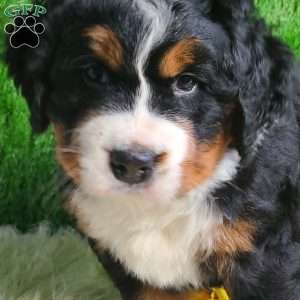 SAMSON, Bernese Mountain Dog Puppy