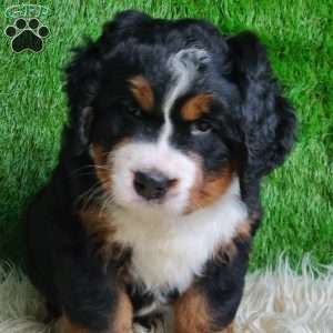 SAMSON, Bernese Mountain Dog Puppy