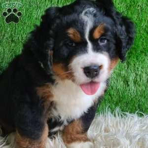 SAMSON, Bernese Mountain Dog Puppy