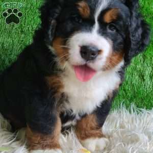 SAMSON, Bernese Mountain Dog Puppy
