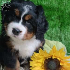 SAMSON, Bernese Mountain Dog Puppy