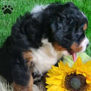 SAMSON, Bernese Mountain Dog Puppy