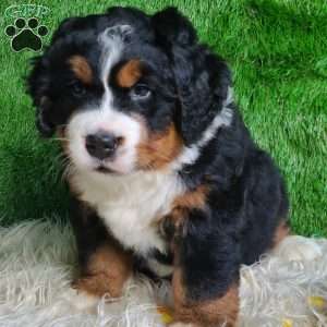 SAMSON, Bernese Mountain Dog Puppy