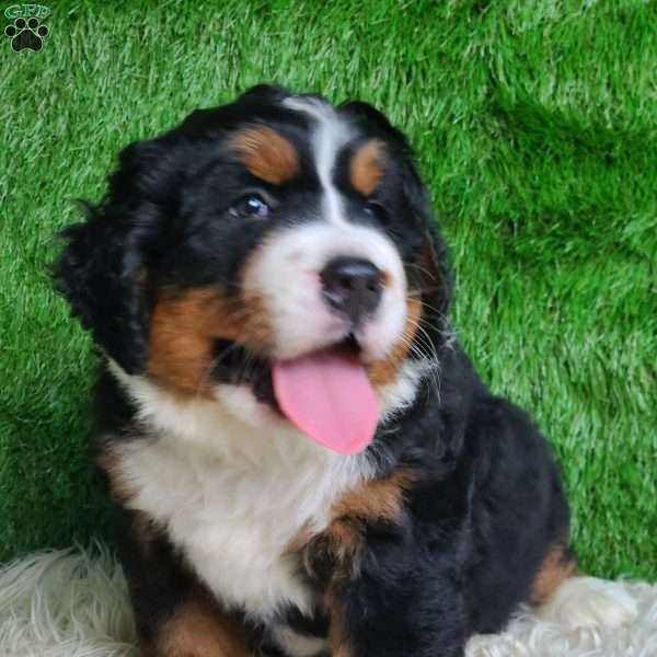 SAMSON, Bernese Mountain Dog Puppy