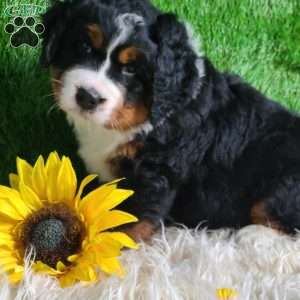 SAMSON, Bernese Mountain Dog Puppy