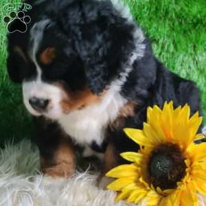 SAMSON, Bernese Mountain Dog Puppy