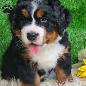 SAMSON, Bernese Mountain Dog Puppy