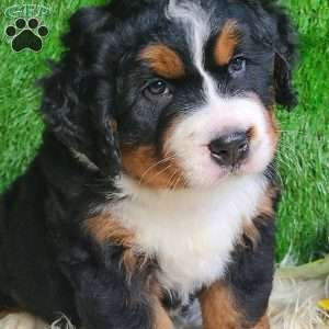 SAMSON, Bernese Mountain Dog Puppy