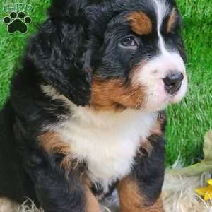 SAMSON, Bernese Mountain Dog Puppy