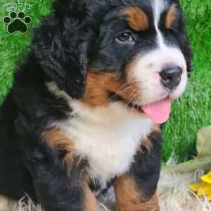 SAMSON, Bernese Mountain Dog Puppy
