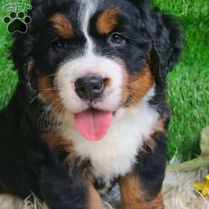 SAMSON, Bernese Mountain Dog Puppy