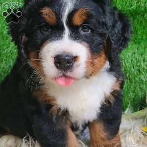 SAMSON, Bernese Mountain Dog Puppy