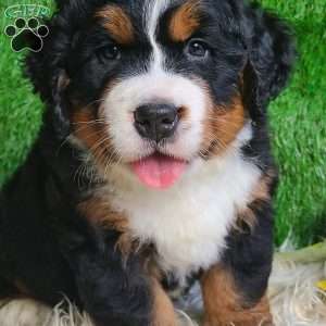 SAMSON, Bernese Mountain Dog Puppy