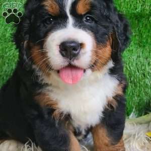 SAMSON, Bernese Mountain Dog Puppy