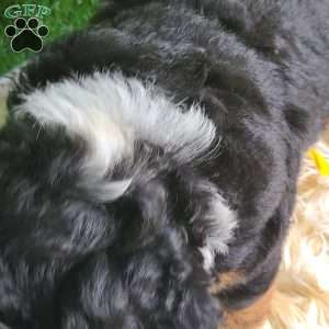 SAMSON, Bernese Mountain Dog Puppy