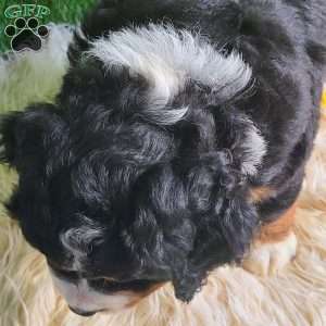 SAMSON, Bernese Mountain Dog Puppy