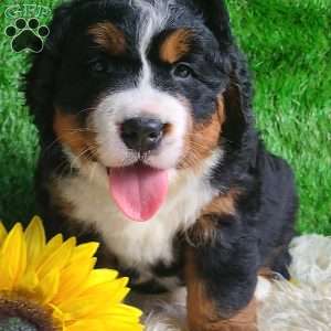 SAMSON, Bernese Mountain Dog Puppy