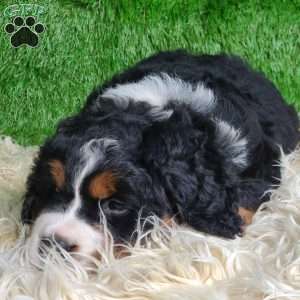 SAMSON, Bernese Mountain Dog Puppy