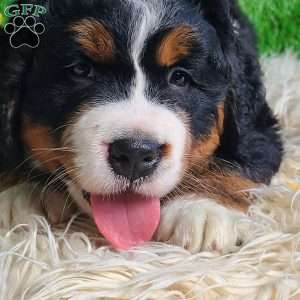 SAMSON, Bernese Mountain Dog Puppy