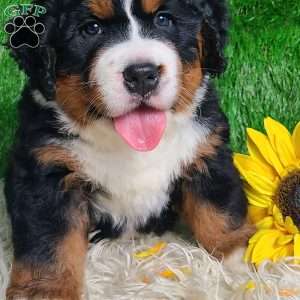 SAMSON, Bernese Mountain Dog Puppy