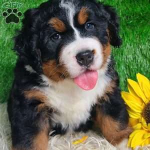 SAMSON, Bernese Mountain Dog Puppy