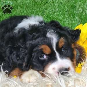 SAMSON, Bernese Mountain Dog Puppy