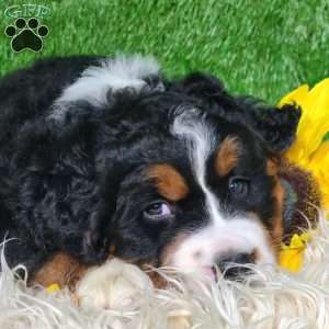 SAMSON, Bernese Mountain Dog Puppy