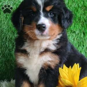 BERNIE, Bernese Mountain Dog Puppy